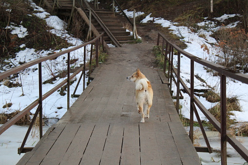 photo of a pet.a dog walks on a wooden bridge. animal with fluffy, warm fur.on the river and the shore of snow and ice.in autumn it is cold and frosty.