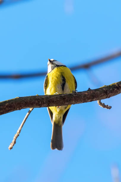 istock Blue Tit, Cute Little Bird 1194531640