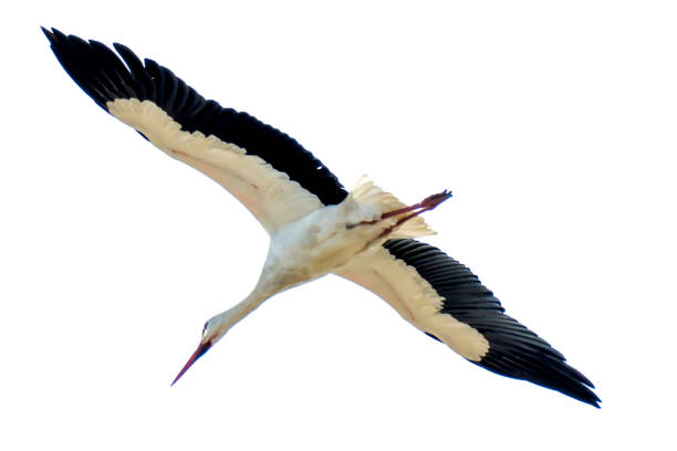 istock Storks on flight on a sunny winter day 1194532750