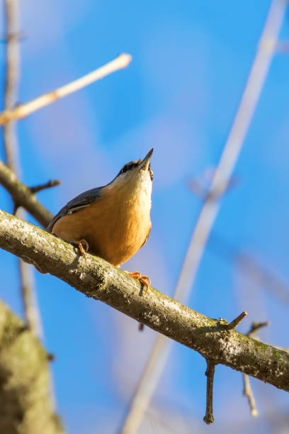 istock Eurasian Nuthatch, Little Songbird (Sitta europaea) Wood Nuthatch 1194533040