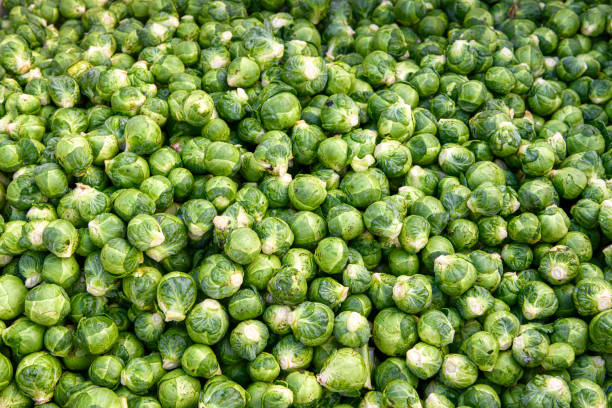 istock Harvested Brussels Sprouts on Conveyor Belt 1194534151