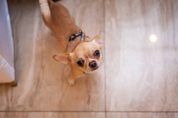 istock mini Chihuahua walks on a leash among people 1194535316