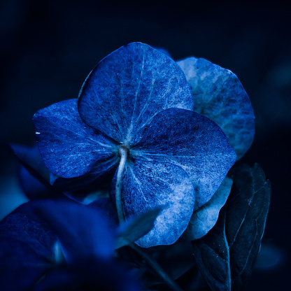 Closeup flowers on dark classic blue background, trend color of the year
