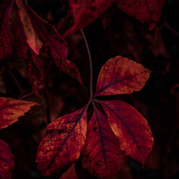 istock Leaves of  grapes on a dark  background 1194536634
