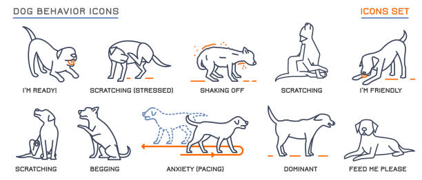 Dog Behavior Icons Set Dog behavior icons set. Domestic animal or pet language collection. No threat from my side. Happy doggy reaction. Simple icon, symbol, sign. Editable vector illustration isolated on white background dog sitting icon stock illustrations