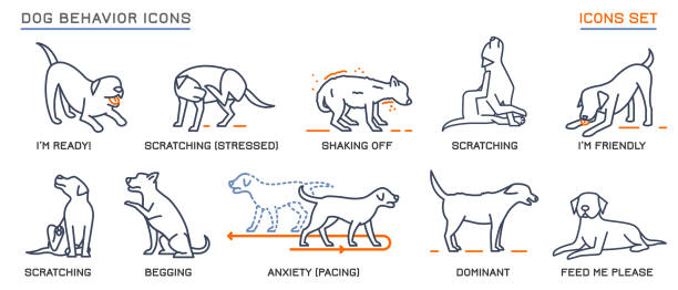 Dog Behavior Icons Set Dog behavior icons set. Domestic animal or pet language collection. No threat from my side. Happy doggy reaction. Simple icon, symbol, sign. Editable vector illustration isolated on white background begging animal behavior stock illustrations