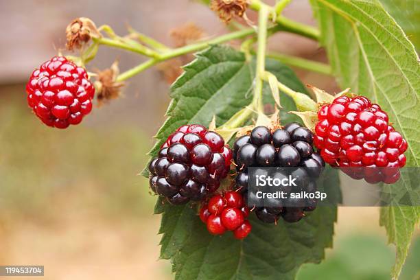 Blackberry Bunch Stock Photo - Download Image Now - Autumn, Berry, Berry Fruit