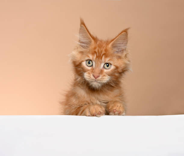 istock Maine Coon Cat Leaning over 1194537108