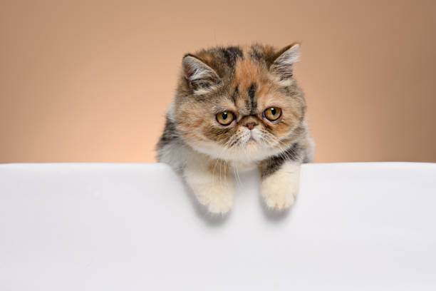 exótico gatito de pelo corto viendo - gato de pelo corto fotografías e imágenes de stock