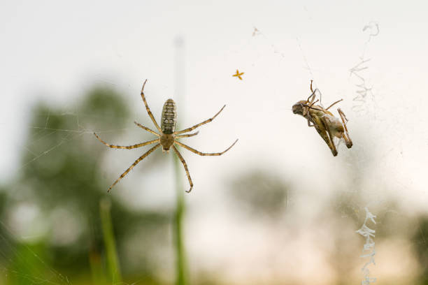 Argiope bruennichi spider with locusts caught in the web