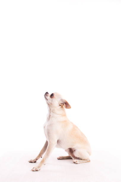istock White chihuahua dog on a white background. 1194537775