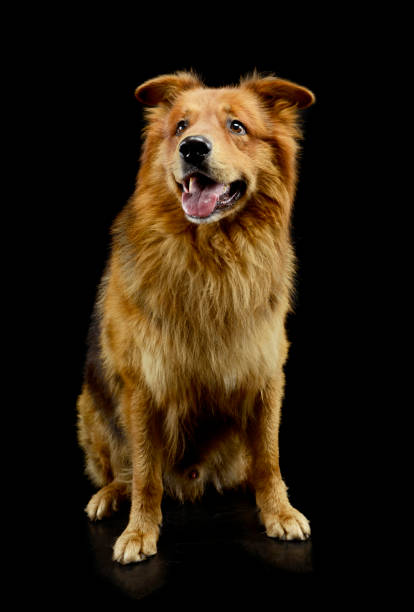 istock Studio shot of an adorable hovawart 1194539073