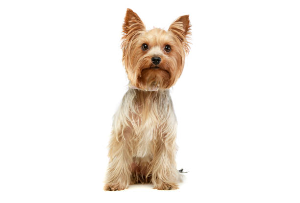 istock Studio shot of an adorable Yorkshire Terrier 1194539180