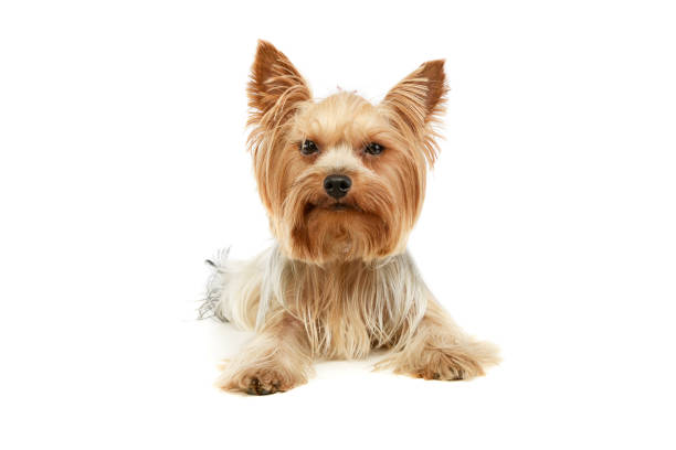 istock Studio shot of an adorable Yorkshire Terrier 1194539188