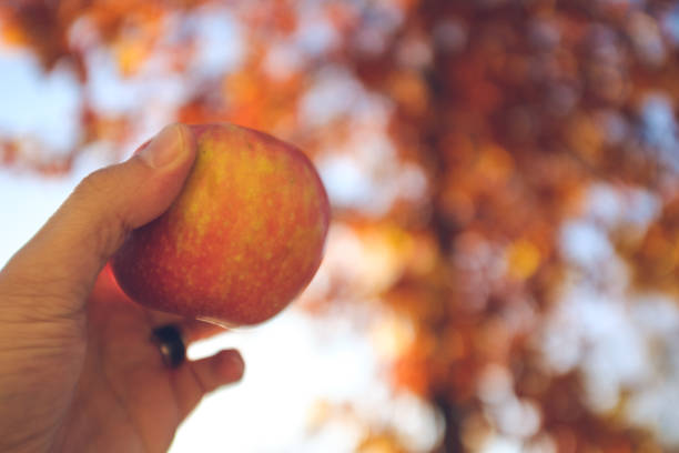 istock Picking a red and orange autumn apple fruit on a blurry fall leaves colorful background 1194539370