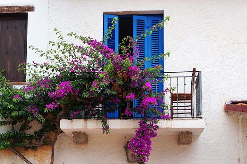 Balcony with blue sun blinds and plant blooming with pink flowers on white wall in Loiri Porto San Paolo, Sardinia, Italy.