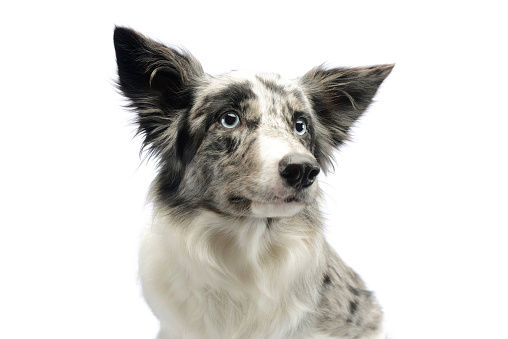 Portrait of an adorable border collie looking curiously