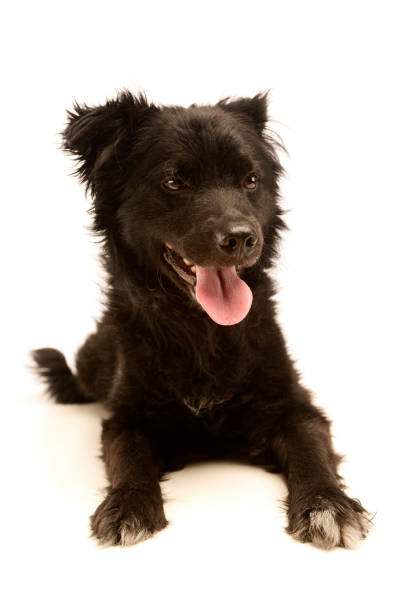 Studio shot of an adorable Mixed breed dog lying and looking satisfied