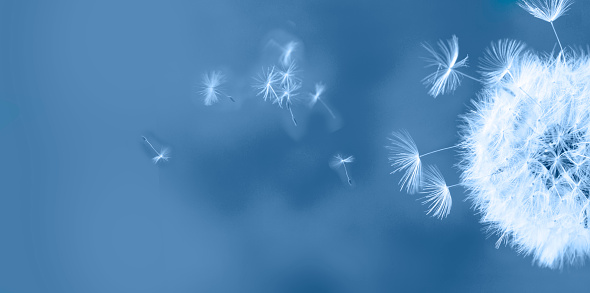 White dandelion head with flying seeds on classic blue background banner
