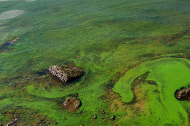 água verde florescendo. as algas verdes poluíram o rio - algae slimy green water - fotografias e filmes do acervo