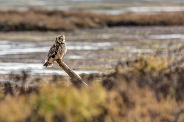 istock short-eared owl perching on a wooden pole at Boundary Bay Beach, Delta, BC, Canada 1194544197