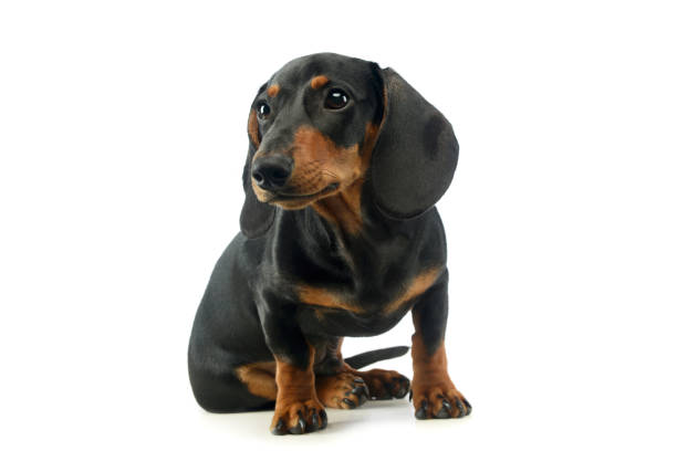 istock Studio shot of an adorable Dachshund 1194545127