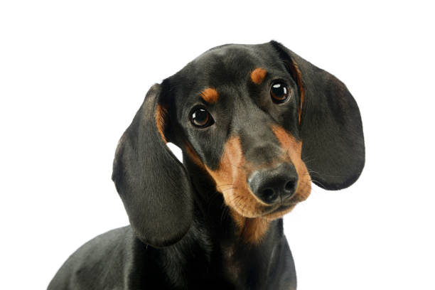portret uroczego jamnika - miniature dachshund zdjęcia i obrazy z banku zdjęć