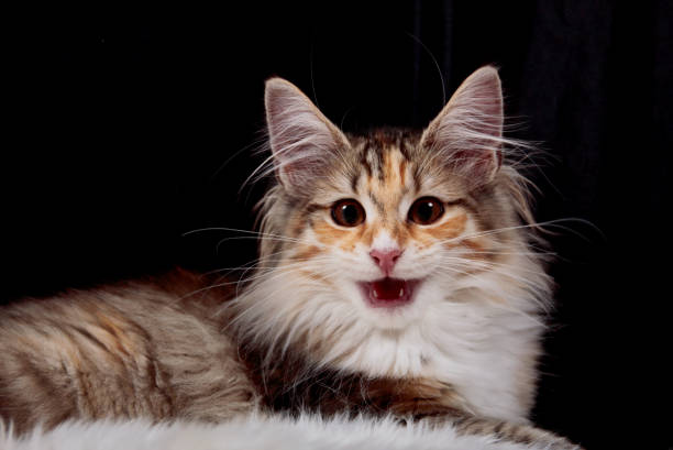 istock A few months old kitten in studio with her mouth open 1194545332