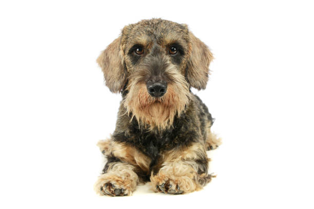 istock Studio shot of an adorable Dachshund 1194545525