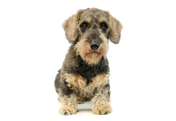 istock Studio shot of an adorable Dachshund 1194545527