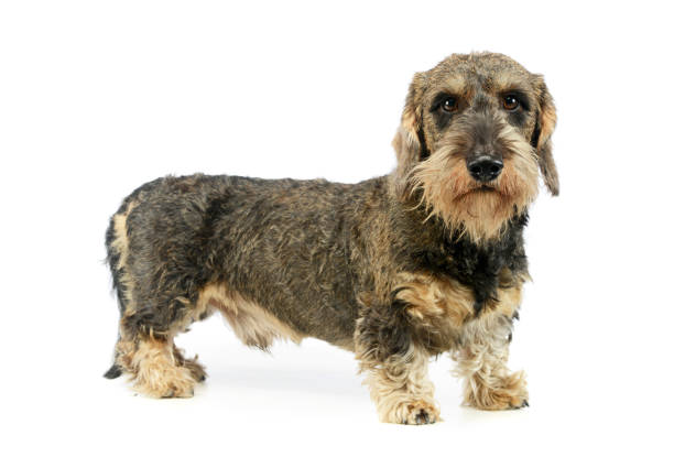 istock Studio shot of an adorable Dachshund 1194545538