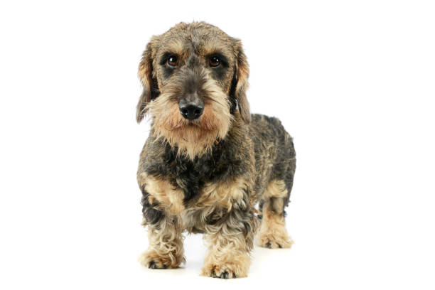 istock Studio shot of an adorable Dachshund 1194545539