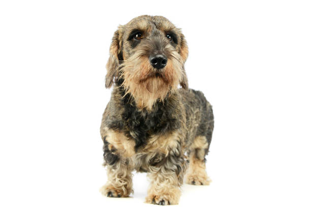 istock Studio shot of an adorable Dachshund 1194545550