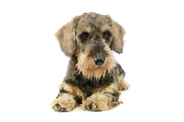 istock Studio shot of an adorable Dachshund 1194545578