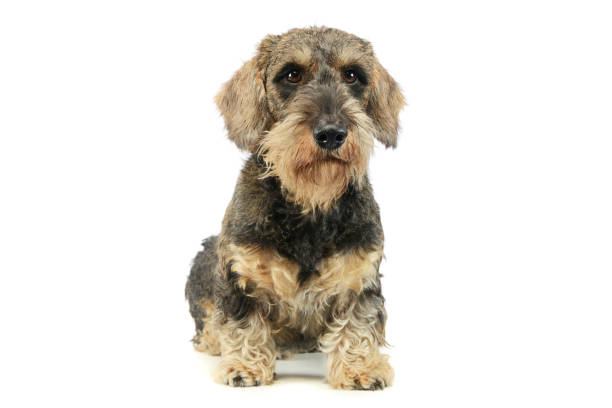 istock Studio shot of an adorable Dachshund 1194545597