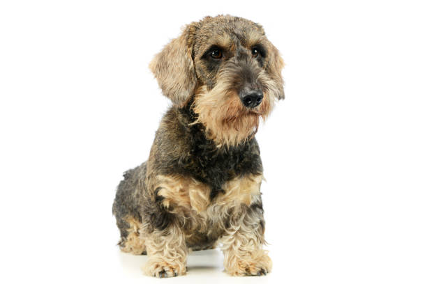 istock Studio shot of an adorable Dachshund 1194545605