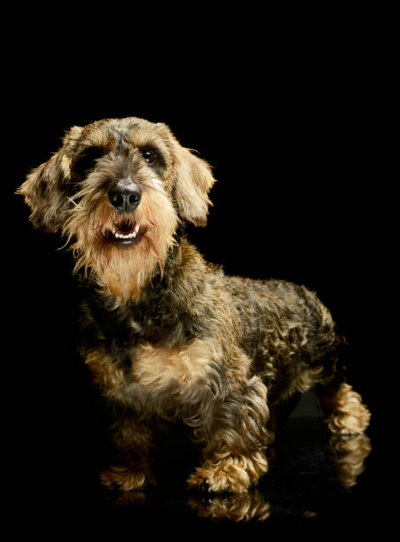 istock Studio shot of an adorable Dachshund 1194545630