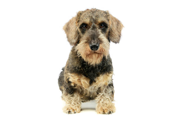 istock Studio shot of an adorable Dachshund 1194545632