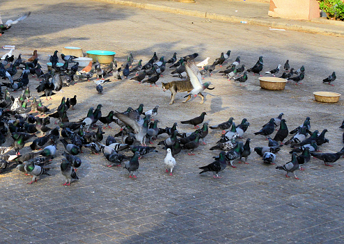Cat amongst the pigeons - the birds form a circle as the feline advances - British idiom.