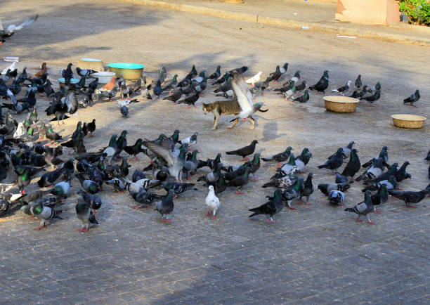 Cat among the pigeons - the proverbial cat in a city square Cat amongst the pigeons - the birds form a circle as the feline advances - British idiom. Distracted stock pictures, royalty-free photos & images