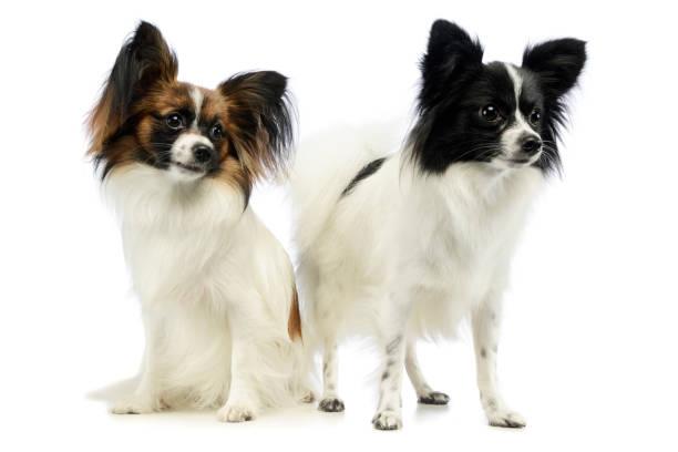 istock Studio shot of two adorable papillons 1194546899
