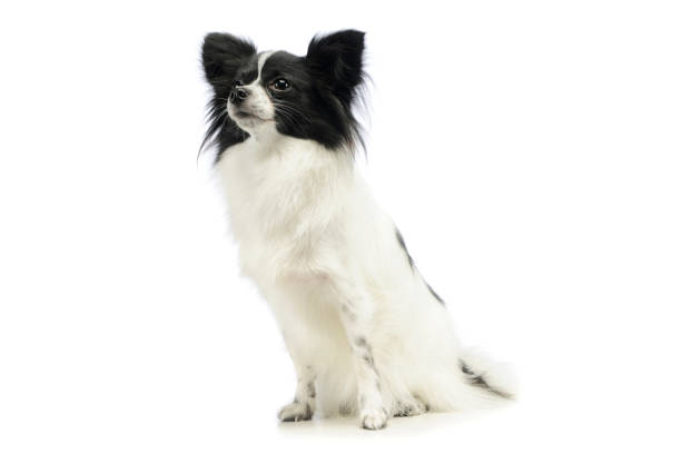Studio shot of an adorable papillon sitting and looking curiously