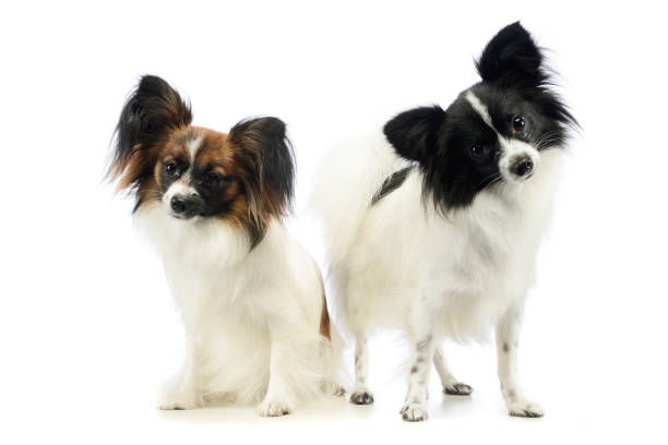 istock Studio shot of two adorable papillons 1194546949