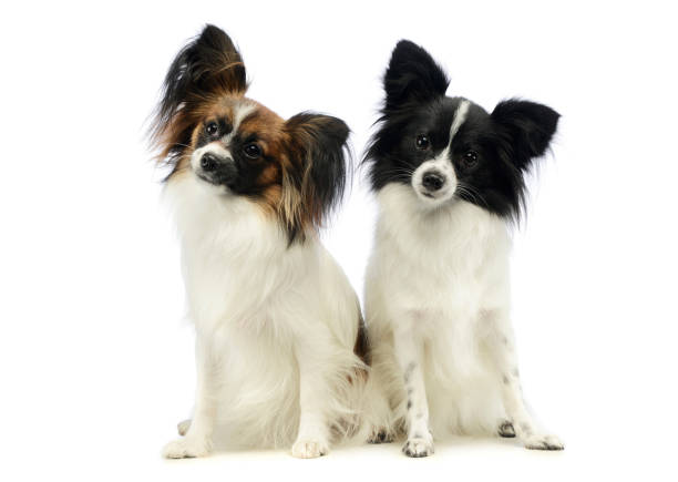 istock Studio shot of two adorable papillons 1194546982