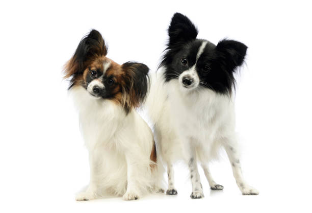 istock Studio shot of two adorable papillons 1194546983