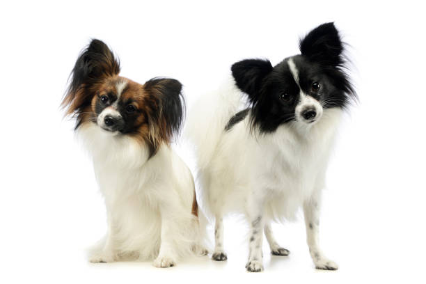 istock Studio shot of two adorable papillons 1194546989