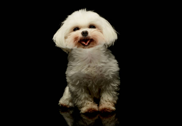 istock Studio shot of an adorable Maltese 1194547248