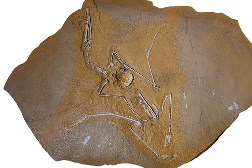 A fossil of a germanodactyl in a stone slab