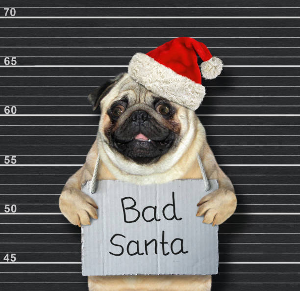 The dog in a red Santa Claus hat with a poster on his neck that says  Bad Santa in the prison. Black lineup background.