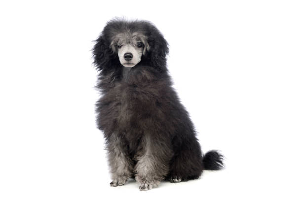 istock Studio shot of an adorable poodle 1194550596